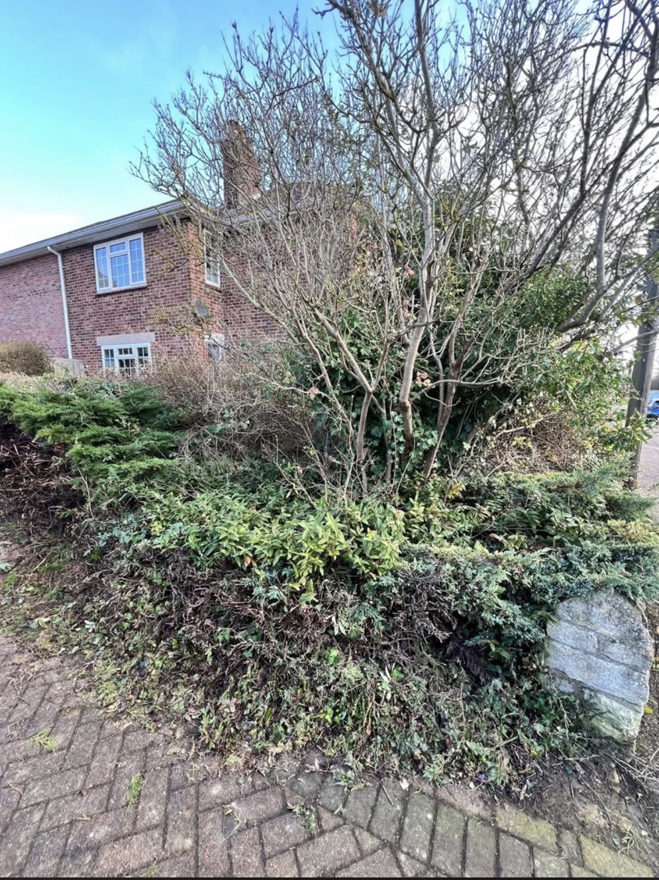 Overgrown front garden — before